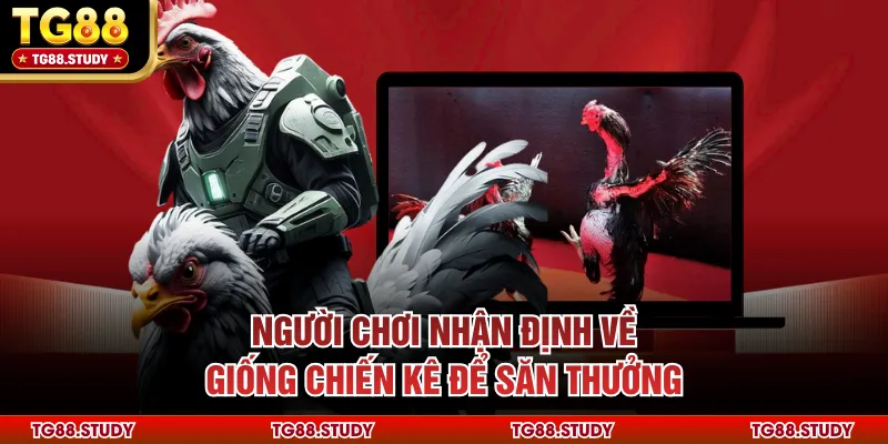 Người chơi nhận định về giống chiến kê để săn thưởng